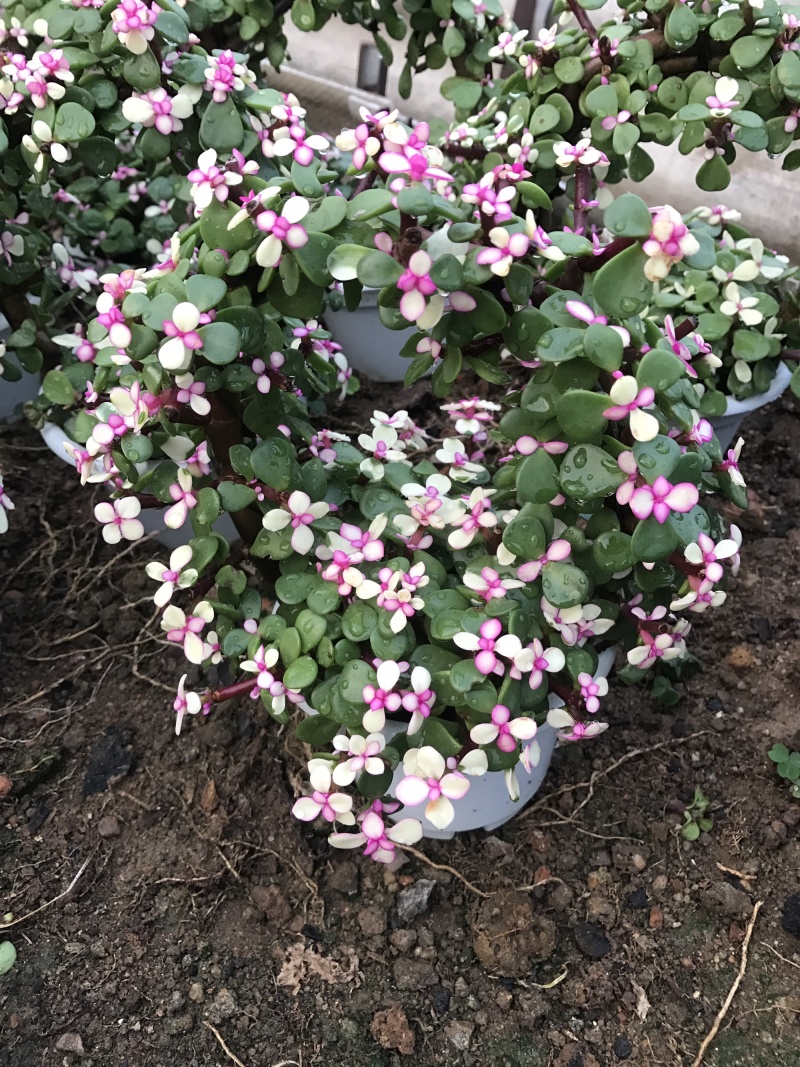 金枝玉叶花篮基地直销