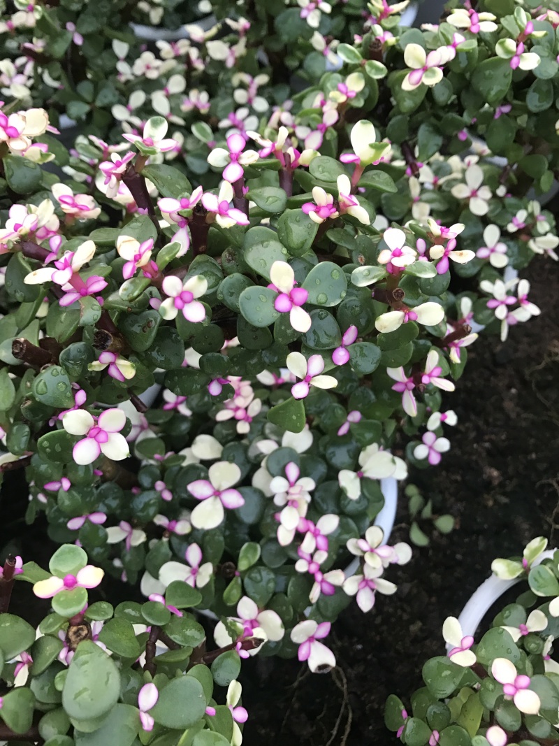 金枝玉叶花篮基地直销