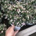 金枝玉叶花篮基地直销