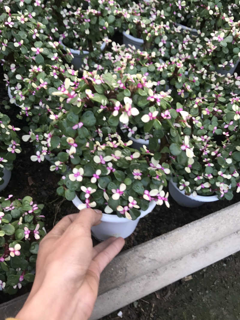 金枝玉叶花篮基地直销