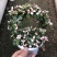 金枝玉叶花篮基地直销