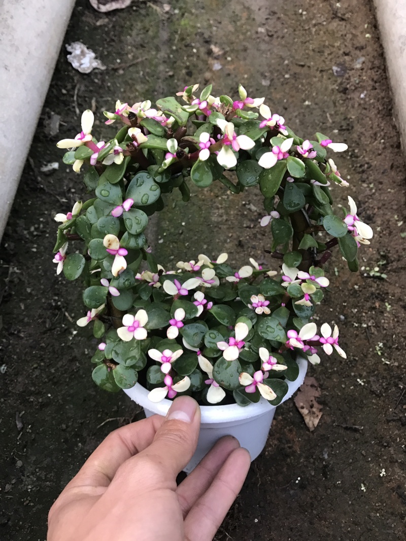 金枝玉叶花篮基地直销