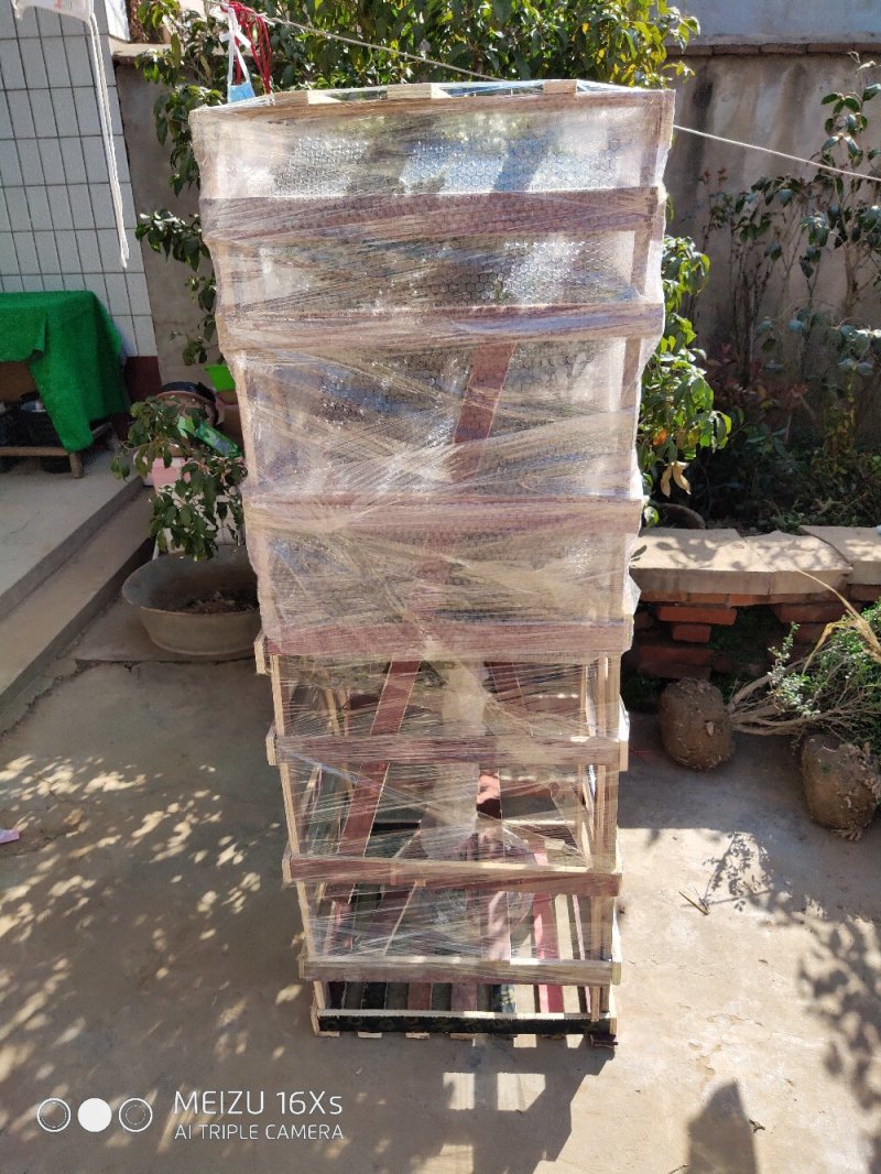 苗圃直销造型小叶女贞盆景树