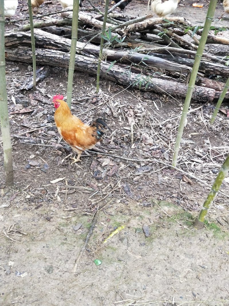 土鸡