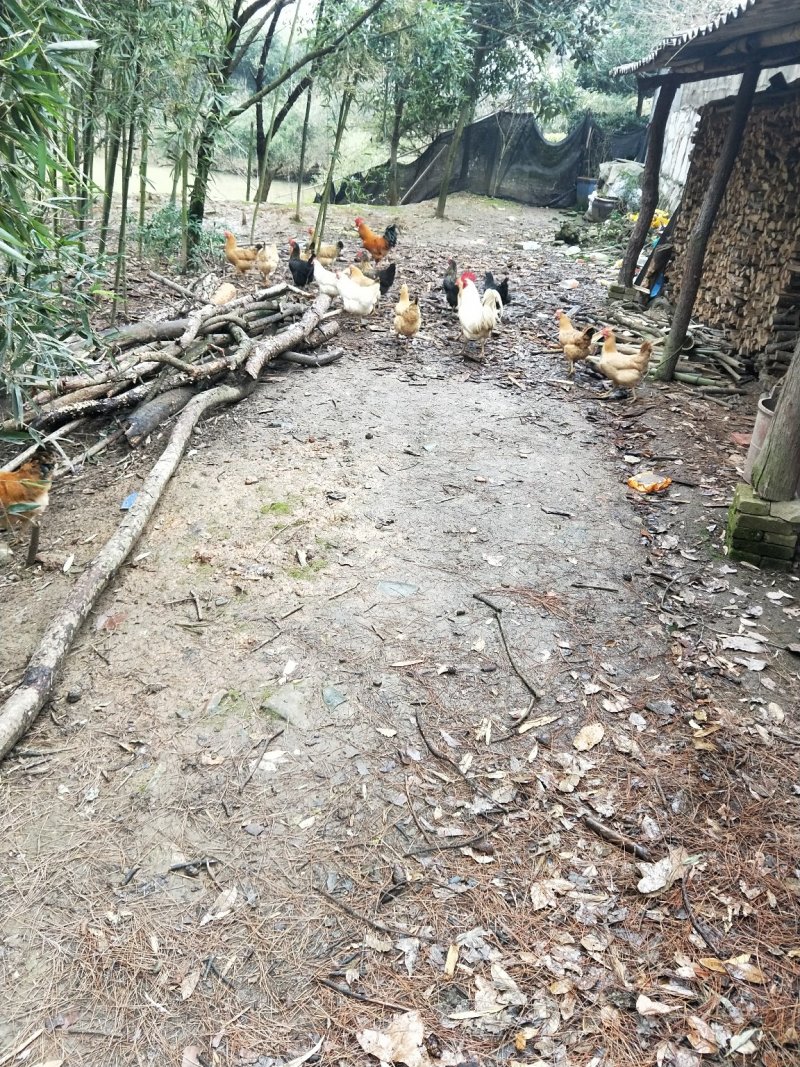 土鸡