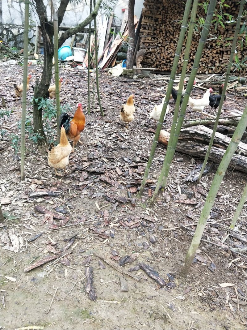 土鸡
