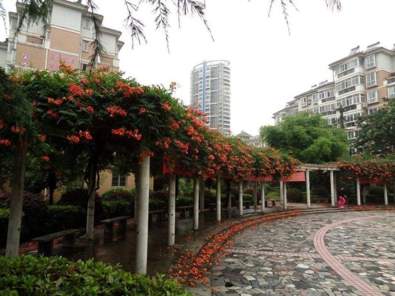 美国凌霄花苗四季开花爬藤苗庭院别墅四季长青