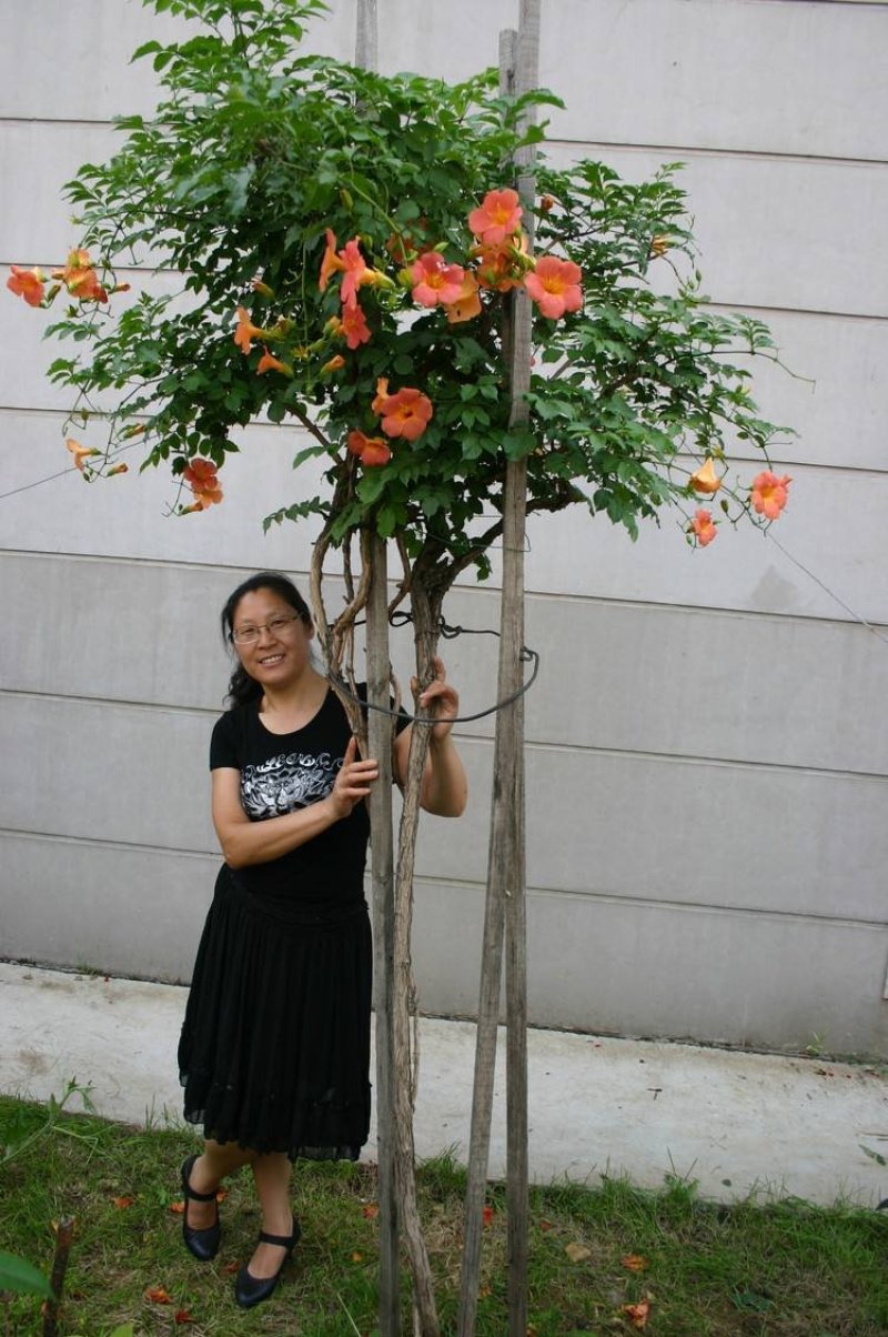美国凌霄花苗四季开花爬藤苗庭院别墅四季长青