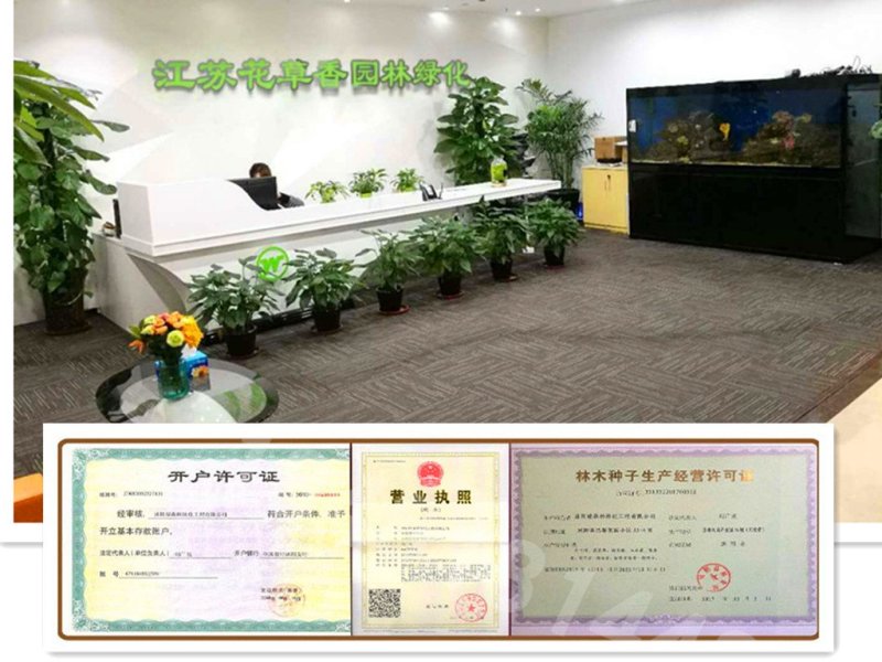 美国凌霄花苗四季开花爬藤苗庭院别墅四季长青
