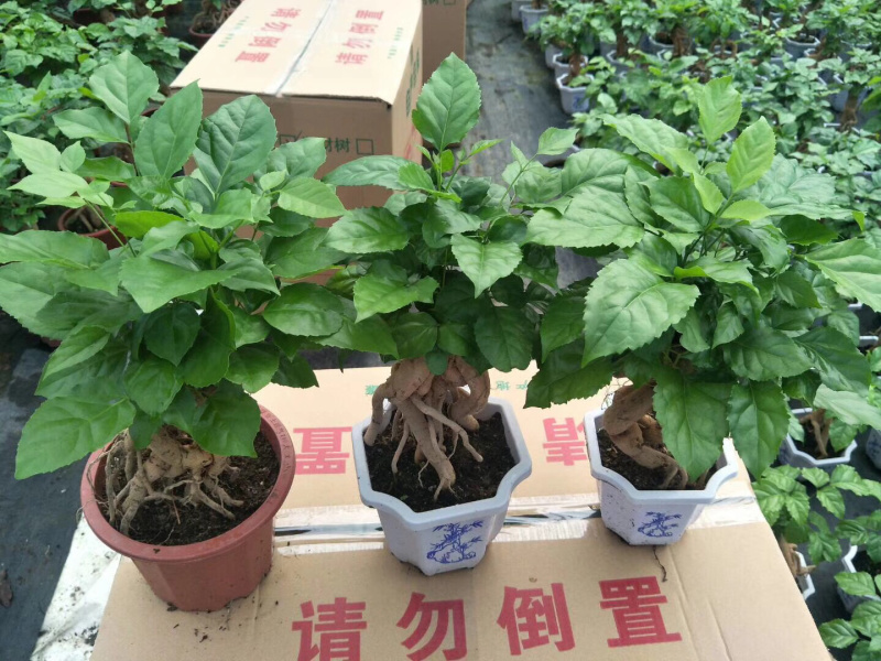 幸福树提根大小规格带盆发货基地直销