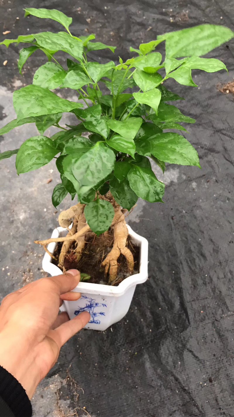 幸福树提根大小规格带盆发货基地直销