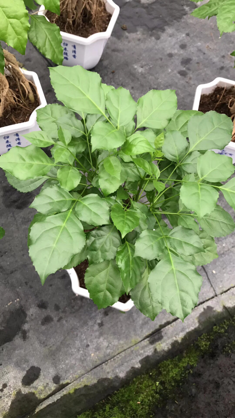幸福树提根大小规格带盆发货基地直销