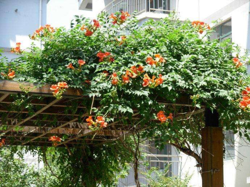 美国凌霄苗中国凌霄苗四季开花爬藤绿植四季常青耐寒