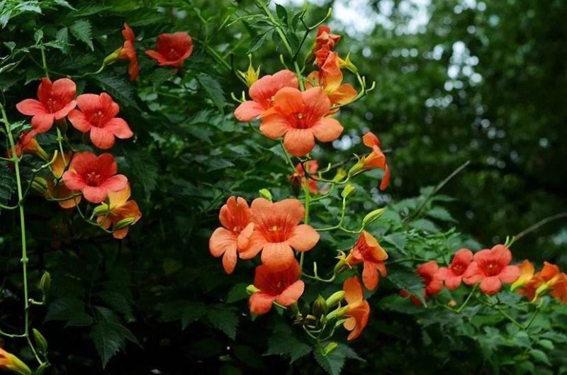 美国凌霄苗中国凌霄苗四季开花爬藤绿植四季常青耐寒