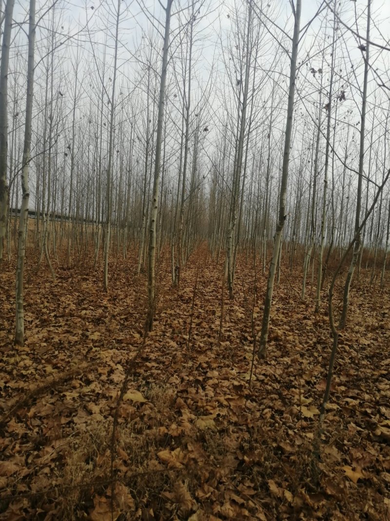 自然冠法桐