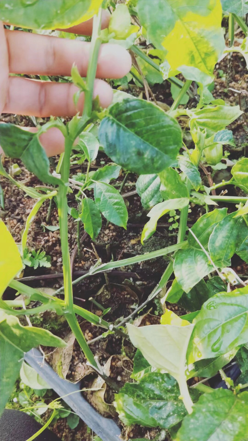 木瓜百香果苗密甜纯正品种苗包邮包售后技术指导