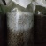 鸡油菌