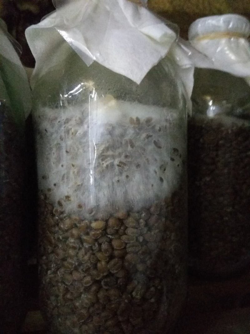 鸡油菌