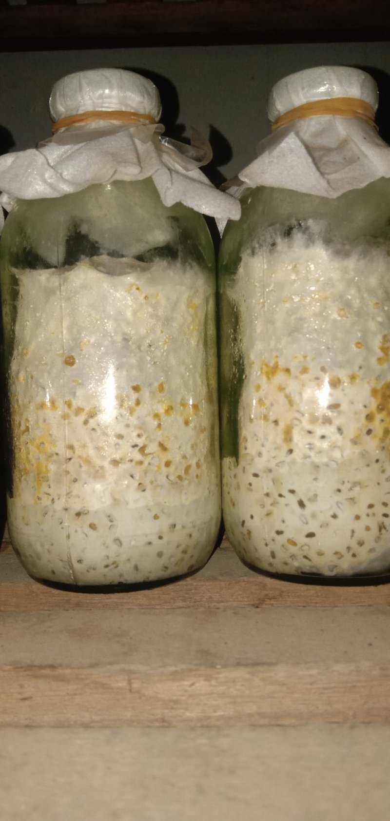鸡油菌