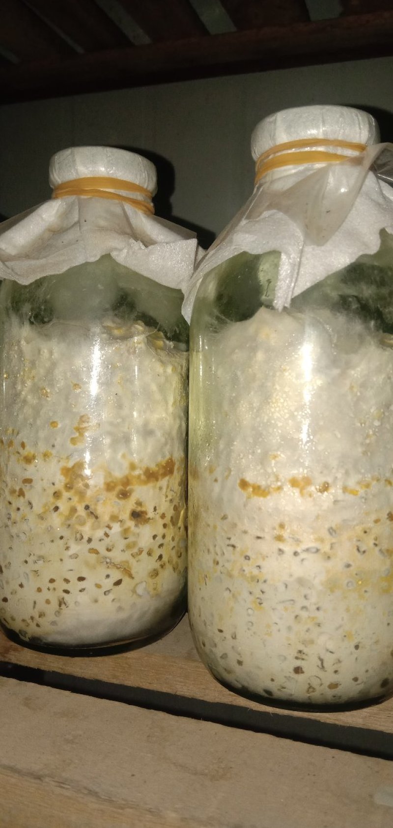 鸡油菌