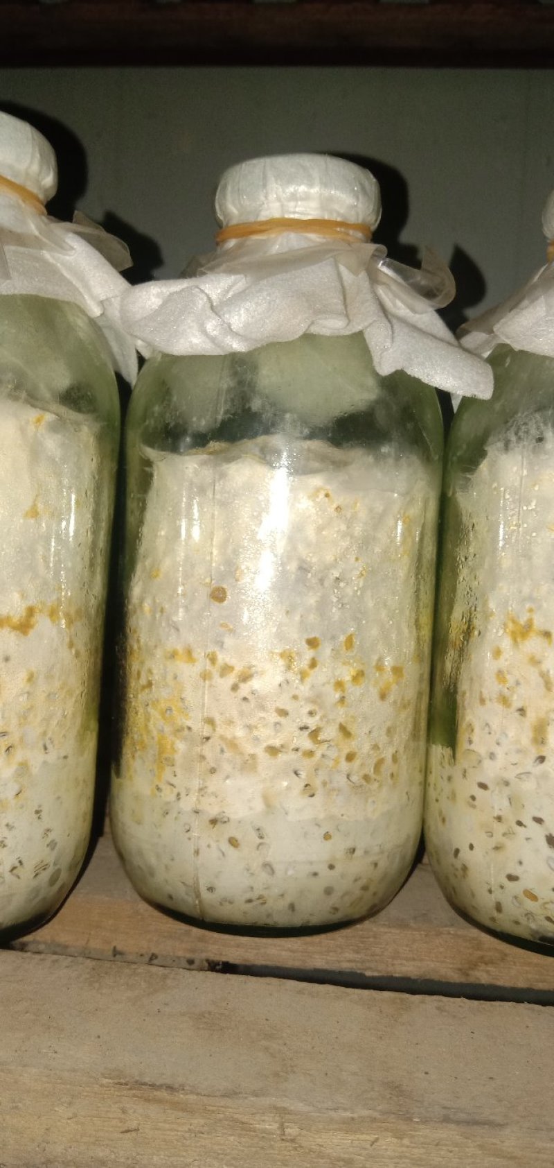 鸡油菌
