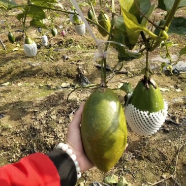 香蜜木瓜百香果苗木瓜百香果苗正品发货包邮