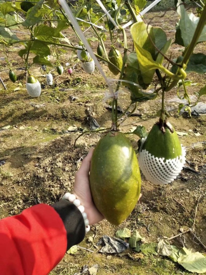 香蜜木瓜百香果苗木瓜百香果苗正品发货包邮