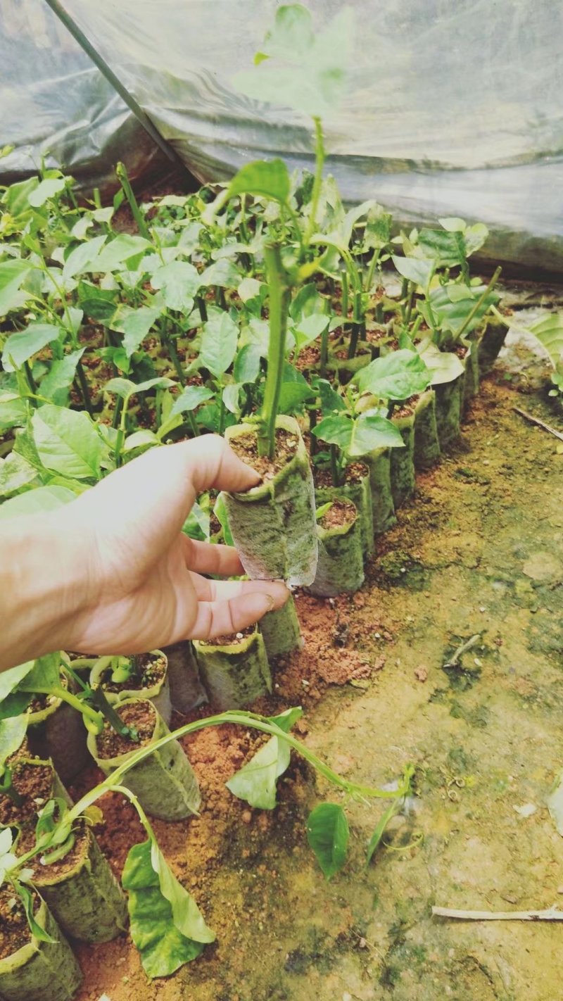 香蜜木瓜百香果苗木瓜百香果苗正品发货包邮