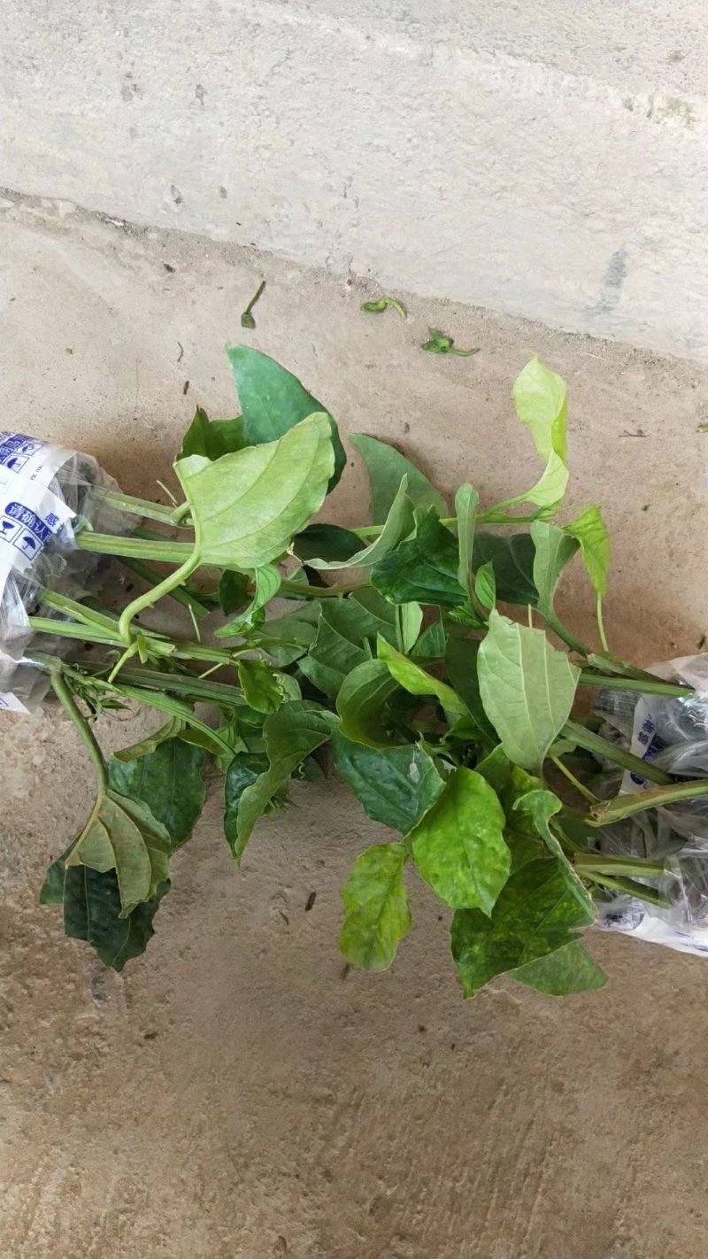 香蜜木瓜百香果苗木瓜百香果苗正品发货包邮