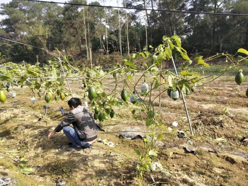 香蜜木瓜百香果苗木瓜百香果苗正品发货包邮