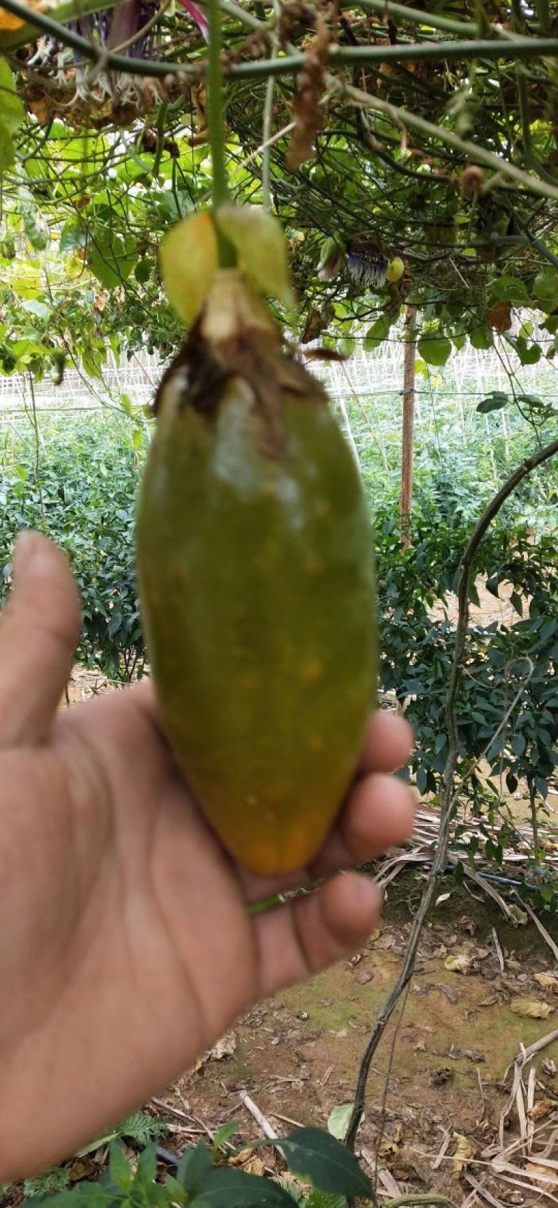 香蜜木瓜百香果苗木瓜百香果苗正品发货包邮