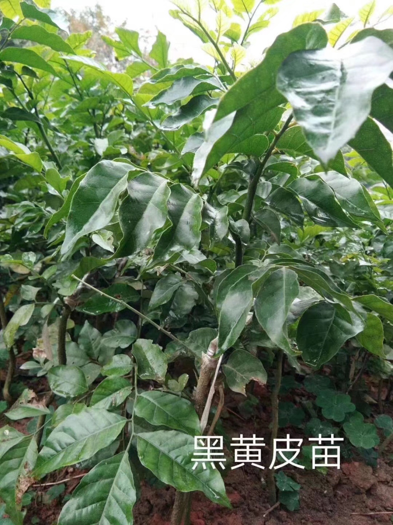 黄皮果苗黑黄皮果树苗无籽黄皮品种保证质量保证