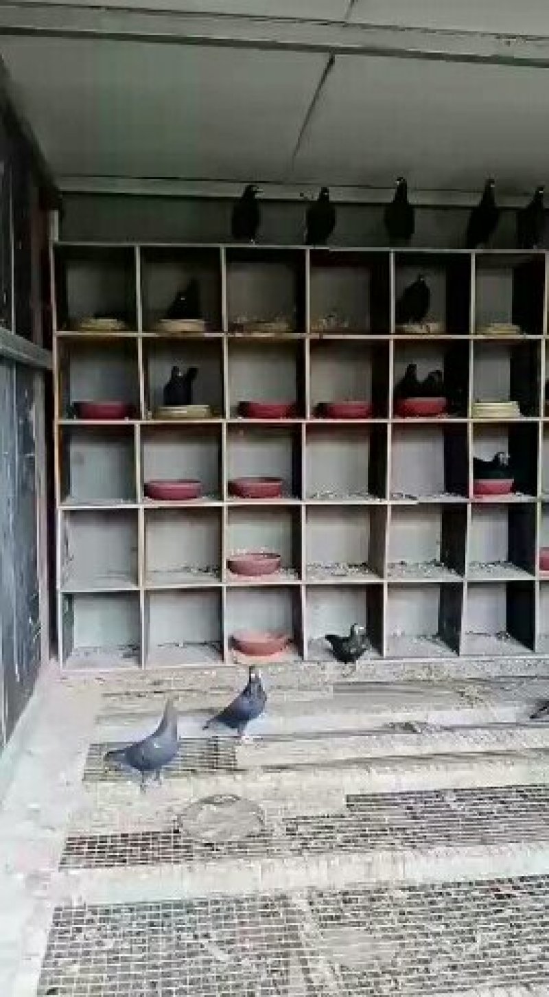 信鸽赛鸽公棚鸽成绩鸽原配种鸽一对国血吴淞活体包邮