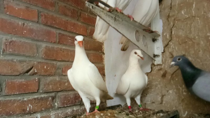 信鸽赛鸽公棚鸽成绩鸽原配种鸽一对国血吴淞活体包邮