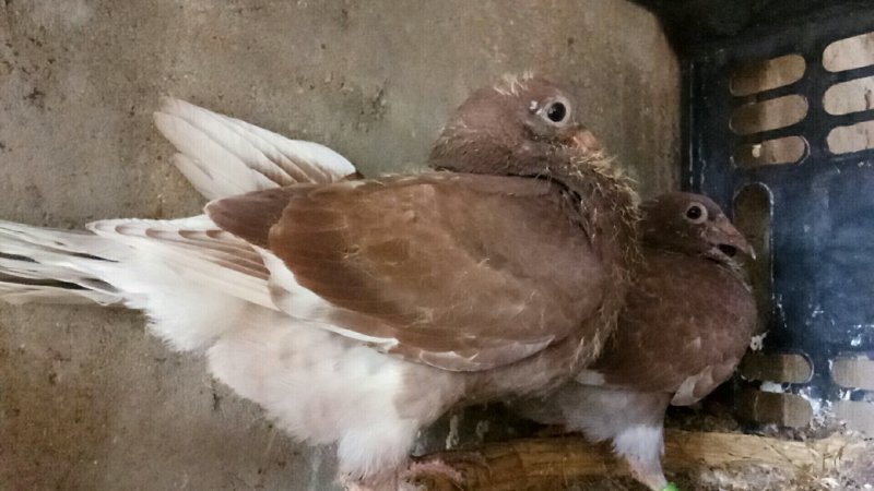 信鸽赛鸽公棚鸽成绩鸽原配种鸽一对国血吴淞活体包邮