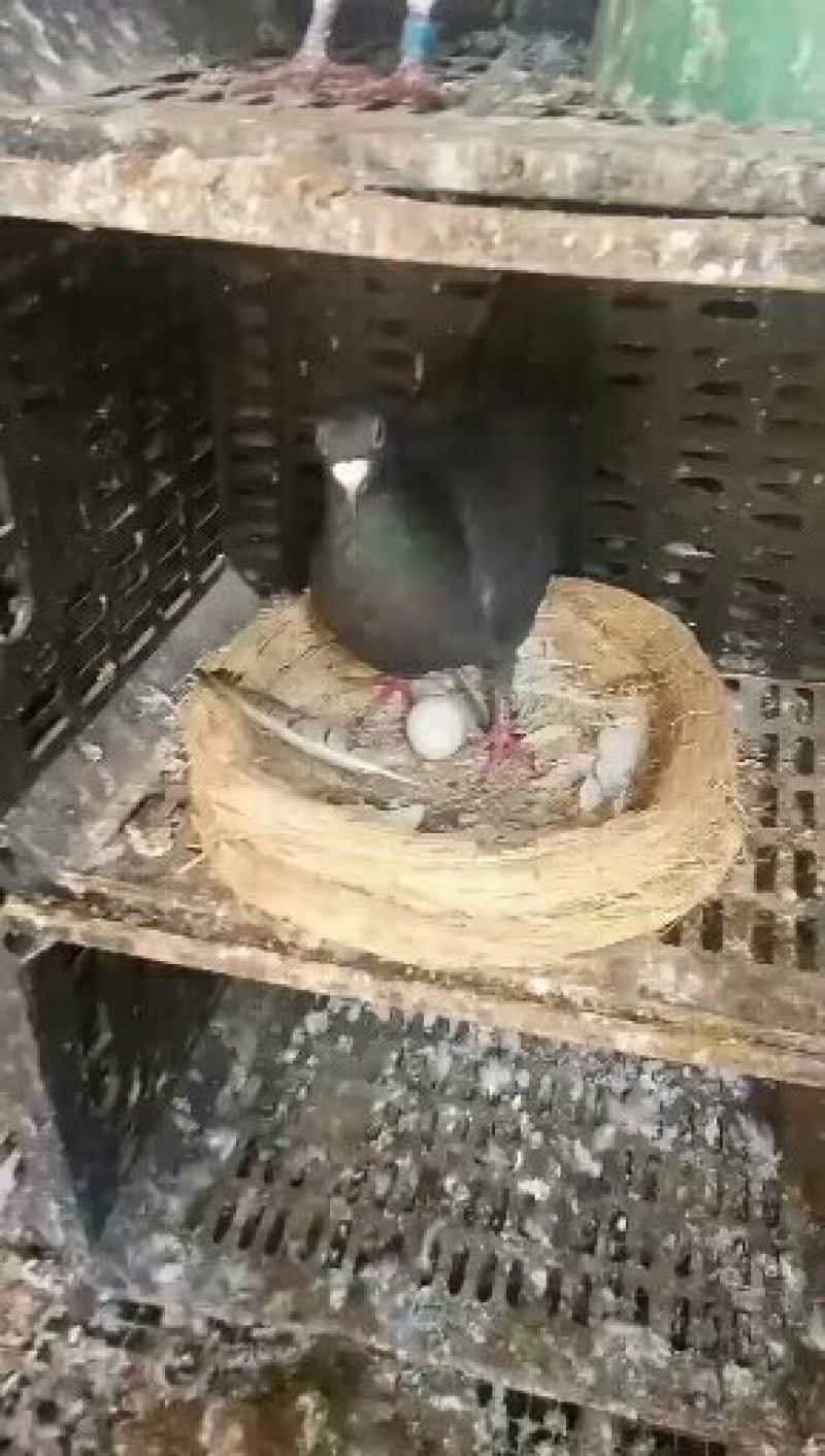 信鸽赛鸽公棚鸽成绩鸽原配种鸽一对国血吴淞活体包邮