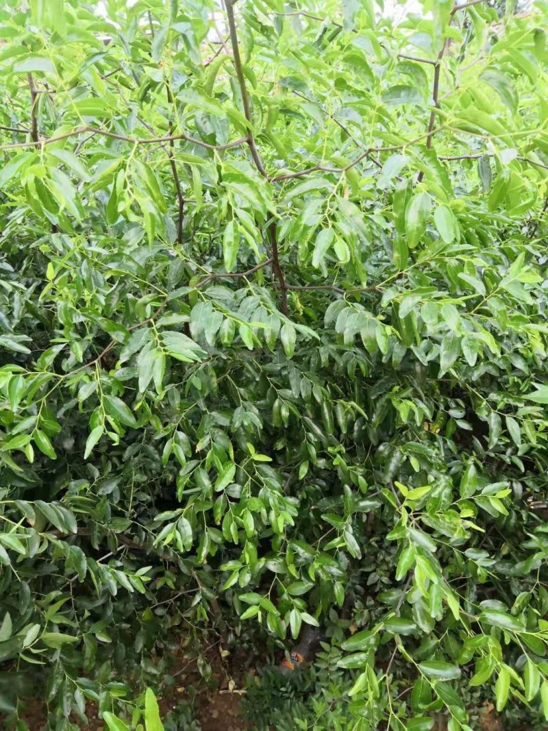 金丝蜜枣树苗、冬枣，台湾青枣品种优良、质量保证