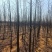 苦棟。，又名黄莲树，工程，小区，公园之绿化。，自家种植
