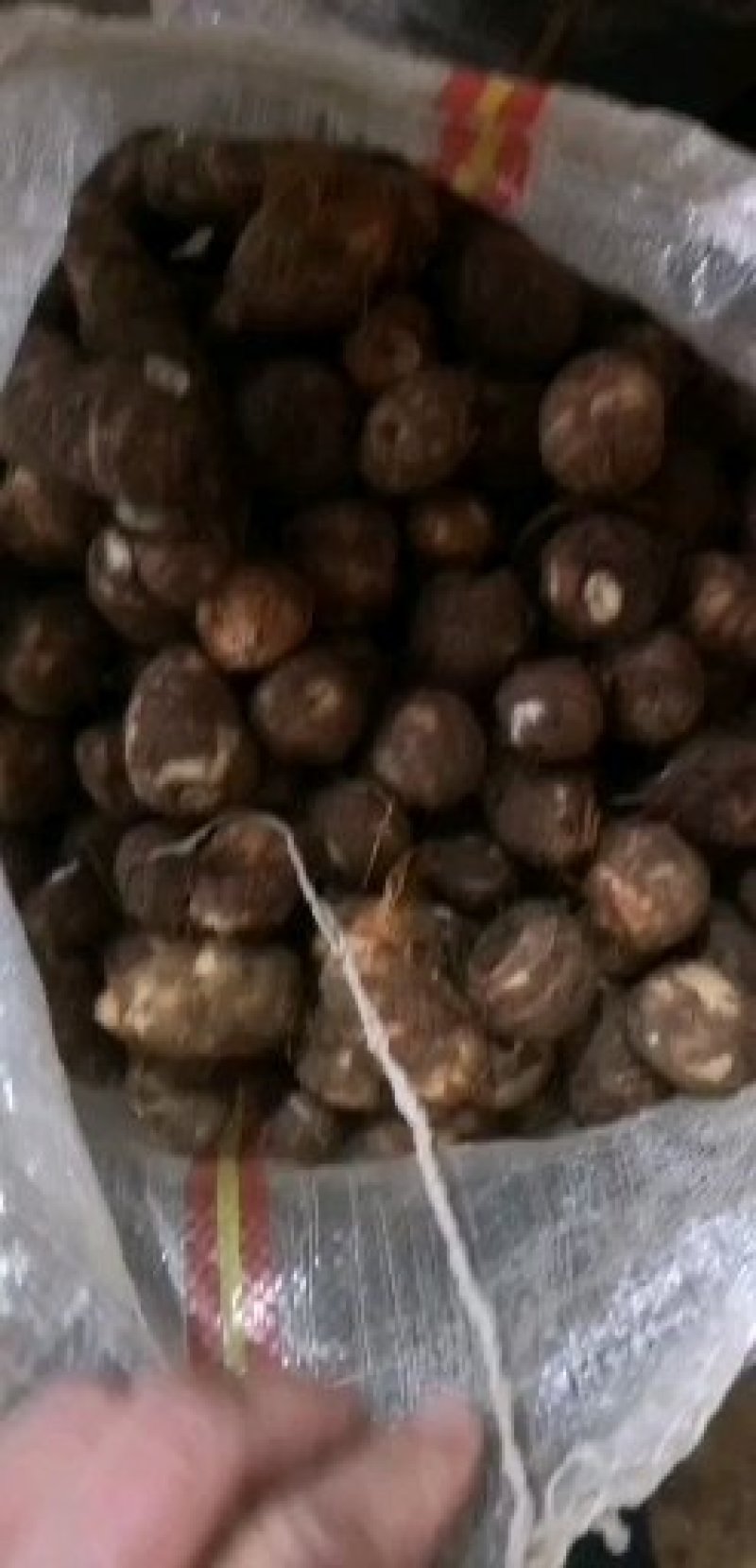 精品芋头大量现货支持全国发货【坏烂包赔】