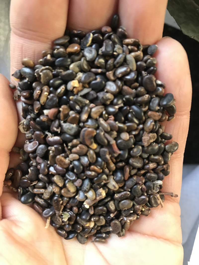 刺槐种子，灌木种子，主用于边坡绿化，一件代发