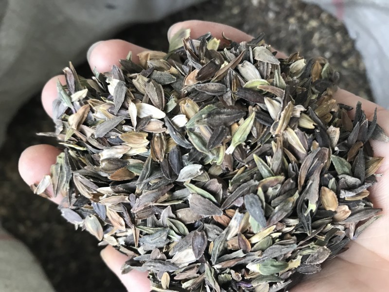 百日草花大，色艳，花期长，花海必备大量种子供应中