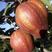 正宗的红香酥梨苗，玉露香梨苗保证品种纯正。1到3年的苗