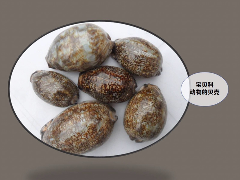 紫贝齿紫贝文贝紫贝子南蛇牙齿初选11