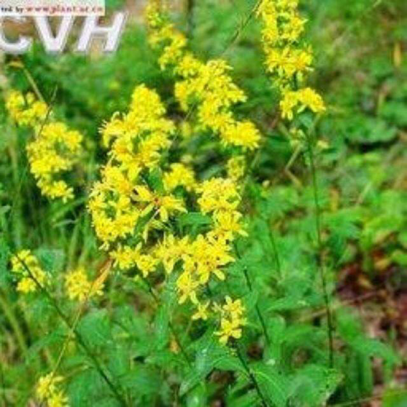一枝黄花一支黄花黄花草满山草老虎尿百草根