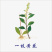 一枝黄花一支黄花黄花草满山草老虎尿百草根