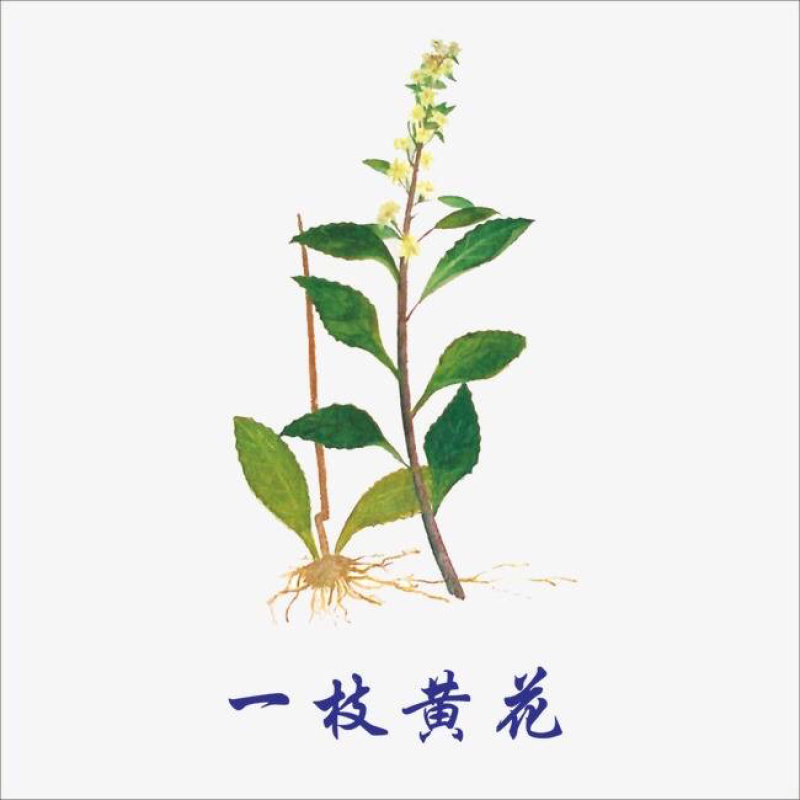 一枝黄花一支黄花黄花草满山草老虎尿百草根