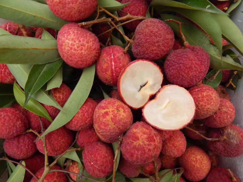 热卖荔枝苗、冰荔、无核荔枝妃子笑荔枝桂味