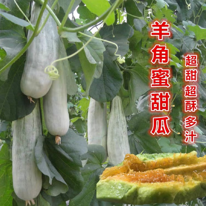 【牛商推荐】种子羊角蜜甜瓜种子超甜春夏四季羊角酥瓜种子