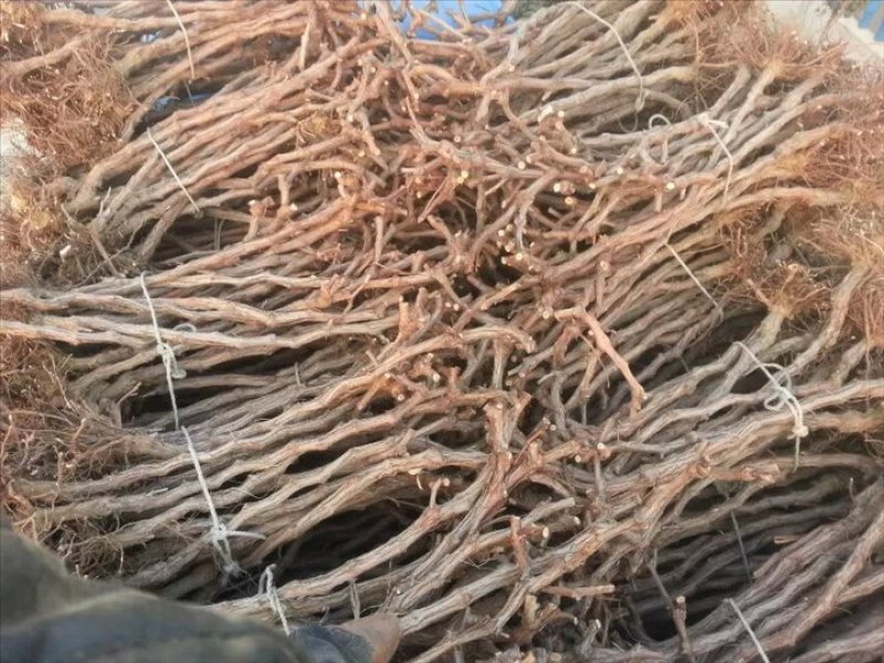 当年结果黑提苗红提苗优质葡萄苗包活老苗带盆