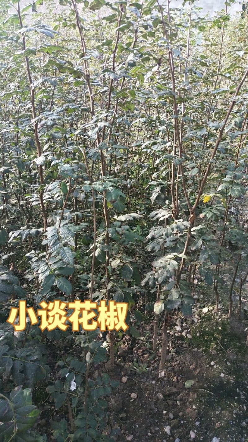 花椒种子大红袍花椒种子陇南伏椒大红袍育苗专用
